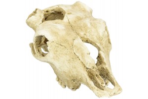Skull Cow
